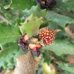 ew_la_gall_20101027_002_small