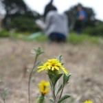 lessingia