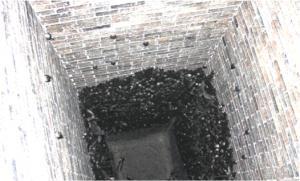 Vaux's swifts roosting in the Rio Lindo Adventist Academy chimney. Photo by Brad Benson.