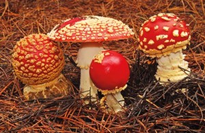 The poisonous Amanita muscaria, also known as fly agaric, appears in a variety of shapes. Photo by Stacy Boorn.