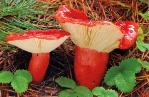The inedible Russula sanguinea, known as bloody brittlegill, is a mycorrhizal fungus that grows in association with conifers. Photo by Christian F. Schwarz.