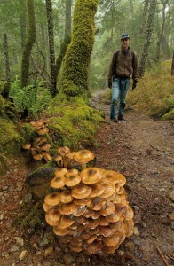 Honey mushrooms along a wooded trail. These common parasitic mushrooms, in the genus Armillaria, have underground mycelia that can cover huge areas. One in Oregon spans 2,400 acres. Photo by John W. Wall.