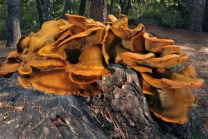 The bright orange fruiting bodies of the toxic jack-o-lantern mushroom glow green on dark nights. Photo by Ron Wolf.