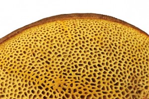 The underside of a yellow cracking bolete mushroom. Photo by Ron Wolf.