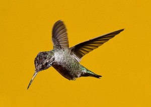 You get better shots if you stay in one place and focus toward one feeder or plant.