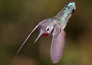 The birds come in fast and leave fast. Study how they hover before they land and how they flare their tails when trying to push another bird away.