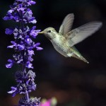 Annas-Hummingbird560