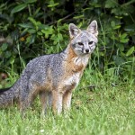 Native grey fox (no ear tag)