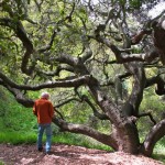 GARBER OAK2