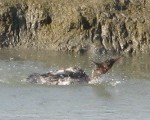 Common merganser (f) body surfing, Flood Slough