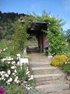 O Music of Eyes, by Deborah O’Grady, Shirley Alexandra Watts and Shane Myrbeck, in the Old Rose Garden.