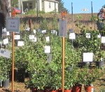 2011-fall-plant-sale - 6