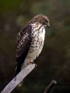 This juvenile broad-winged hawk turned up at the Bolinas Lagoon in western Marin. Photo by Len Blumin.