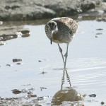 whimbrel