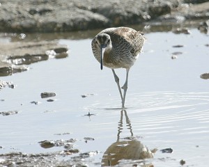 Whimbrel. Photo by Muchaxo/Flickr.
