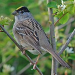 golden-crowned sparrow
