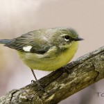 black-throated blue warbler-female