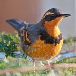 varied thrush