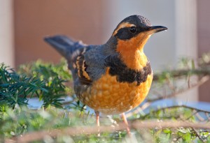 Varied thrush. Photo by Roger Golub.