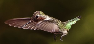 Flash is what helps you get the catchlights in the eye's of the bird. Flash is also what will help you freeze the wings of the bird in flight.