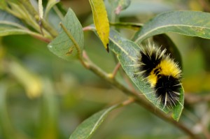 A caterpillar in a tree, which provides cover for the group of frogs. Photo by Christine Kelly.