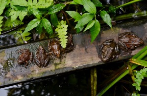 A group of red-legged frogs under a bridge that connects the local neighborhood to the Mori Point. Photo by Christine Kelly.