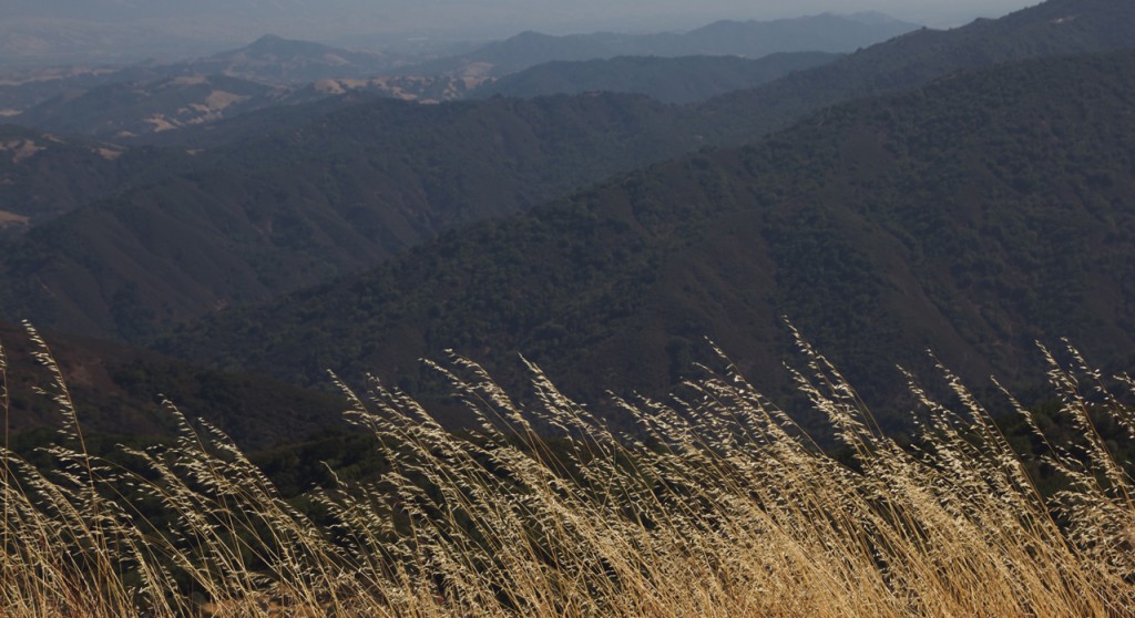 Mount Umunhum and the surrounding Sierra Azul Open Space Preserve is home to 63 unique species of wildlife. Photo by Alison Hawkes.