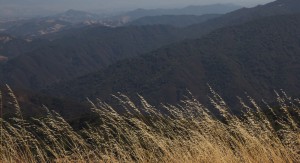 Mount Umunhum and the surrounding Sierra Azul Open Space Preserve is home to 63 unique species of wildlife. Photo by Alison Hawkes.