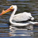 hank the pelican from seagull steve