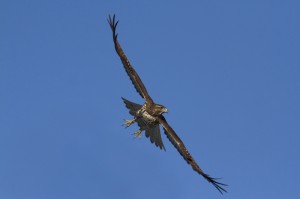 hawk flies