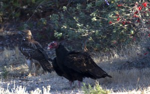hawkandvulture