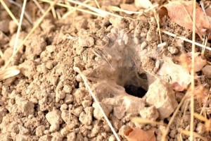 A tarantula burrow on Mount Diablo. Photo by Christine Kelly.