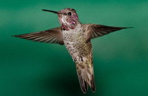 You can make a solid color background out of a piece of poster board. Mount it a few feet behind the feeder or plant. This also helped my slow lens find a focus.