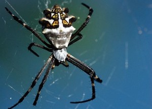 A silver garden spider. Photo by Rob Stites/Flickr.