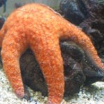 starfish_searway