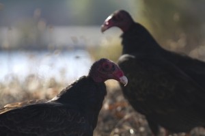 vultures