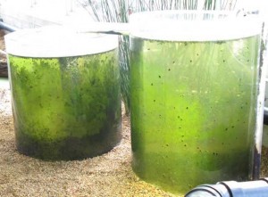 These two vessels are part of a series of tanks and pipes in the EcoCenter at Heron's Head Park, where all sewage is treated on site.