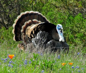 A male wild turkey in full display. Photo by Random Truth/Flickr.