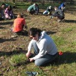 Habitat Restoration 2011-02-12 Phoenix Lake Log Cabin planting (4)