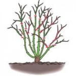 Rose pruning 1-12-12