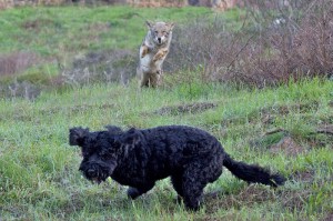 Photo by Janet Kessler