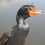 double crested cormorant