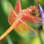 dragonfly