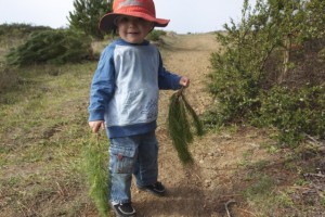 Oliver collects Monterey pine branches along the trail. Photo by Alison Hawkes.