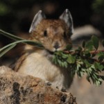 pika