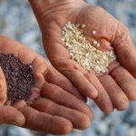 save your own seeds