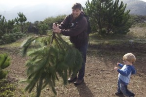 Tony shakes out the tree, in the hopes of getting rid of any ticks that might be hanging on. Photo by Alison Hawkes.