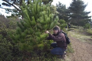 Tony cuts down a tree. Photo by Alison Hawkes.