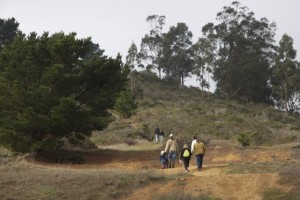 Visitors hike to one of the Monterey pine groves selected for thinning. Photo by Alison Hawkes.