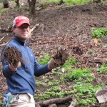 Lech planting